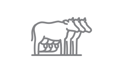 Dairy