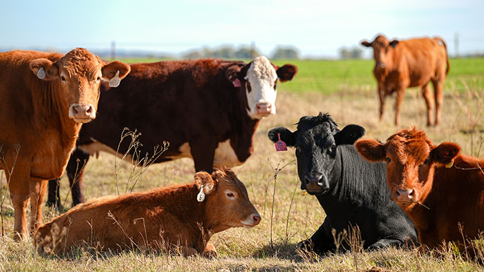 Farm Credit of Western Oklahoma