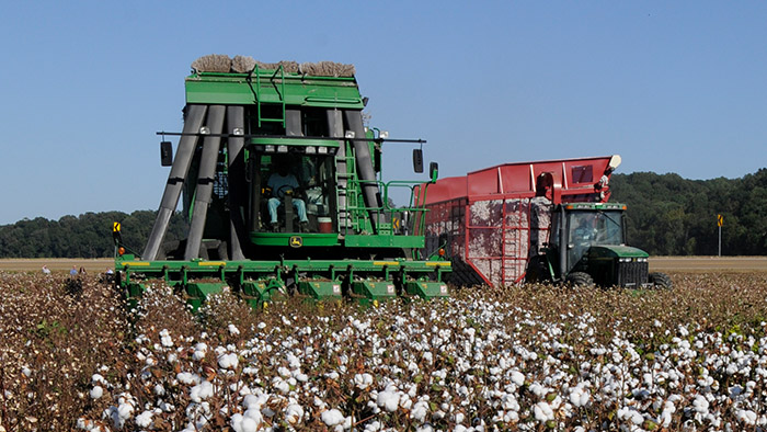 Cotton harvester unloading into a tractor in a field