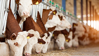 Cattle feeding