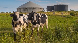 Dairy Cows