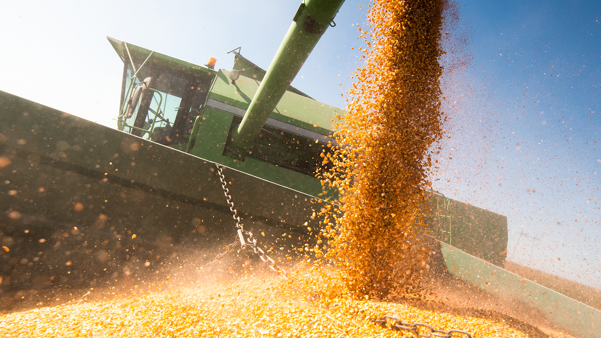 Corn harvest