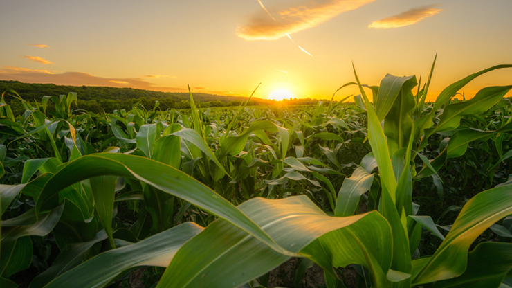 Corn Field