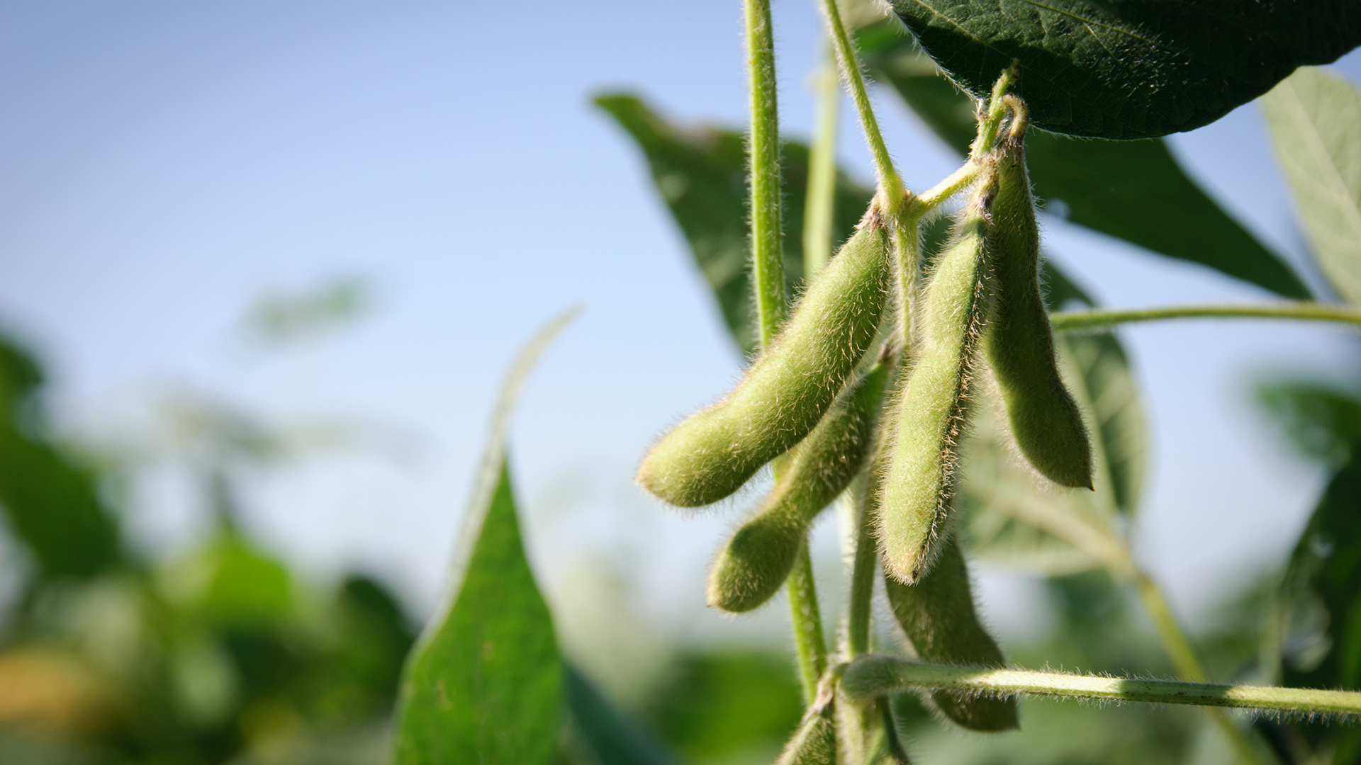 Soybeans