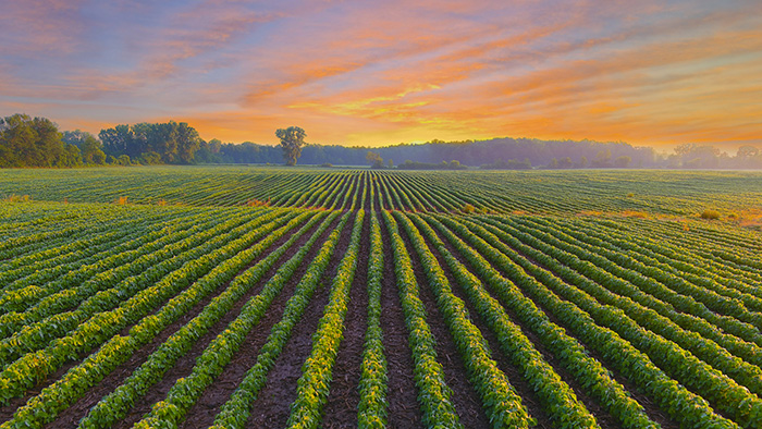Wide view of green soybean crop rows stretching across a field at sunrise under a colorful sky