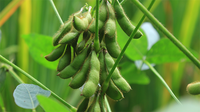 Soybeans