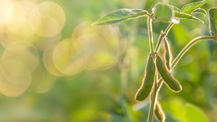 Soybeans