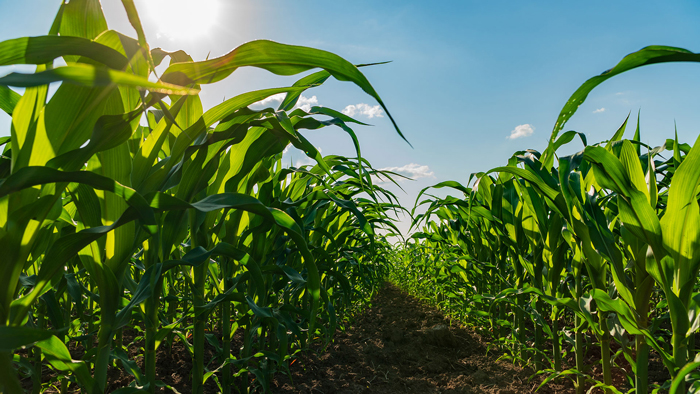 Spring Acreage Outlook: Corn to Gain Acres from Multiple Crops