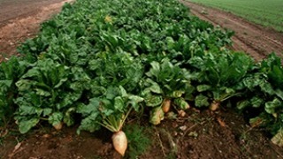 Sugar beets